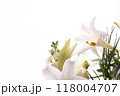 鉄砲ゆり（31） 118004707
