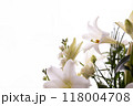 鉄砲ゆり（25） 118004708