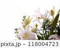 鉄砲ゆり（23） 118004723