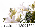 鉄砲ゆり（24） 118004724