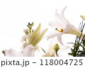 鉄砲ゆり（22） 118004725