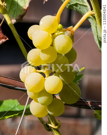Close up of grapes hanging on branch. Grape farming. Tasty green grape bunches hanging on branch Close up of grapes hanging on branch. Grape farming. Tasty green grape bunches hanging on branch 118004841