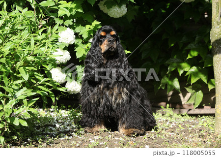 American cocker spaniel in beautiful garden 118005055