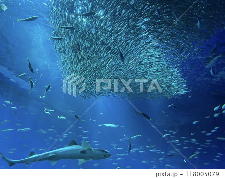 水族館の水槽で魚の群れが泳ぐ 水族館の水槽で魚の群れが泳ぐ 118005079