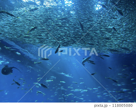水族館の水槽で魚の群れが泳ぐ 水族館の水槽で魚の群れが泳ぐ 118005080