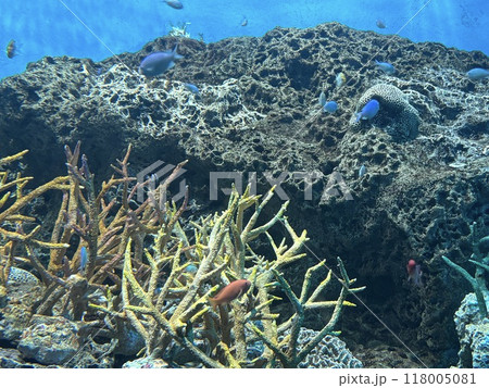 水族館の水槽 水族館の水槽 118005081