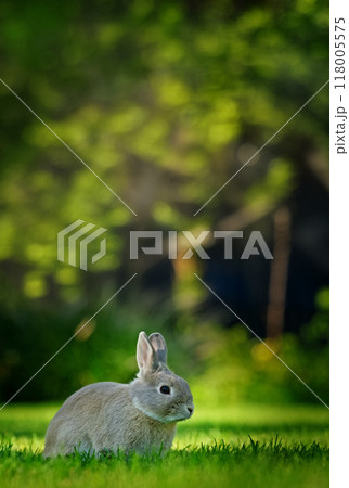 A rabbit sits peacefully on a green lawn, surrounded by lush, blurred greenery in the background. 118005575