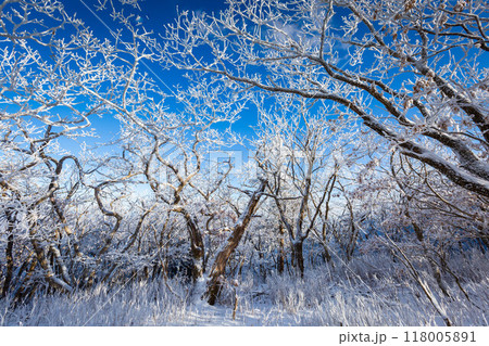 Snow on the branches of trees on the top of Deogyusan mountains near Muju on a clear day in winter, South Korea. 118005891