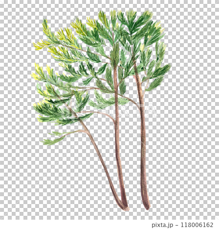 Pine trees isolated on white. Hand painted high quality watercolor illustration perfect as a design element for landscapes, garden theme, cards, wallpaper, posters, eco materials, cards, tote bags 118006162