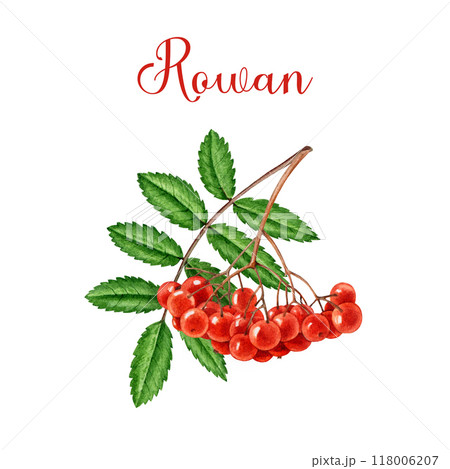 Rowan tree red berries bunch with green leaf. Watercolor painted vintage style illustration. Hand drawn organic rowanberry natural fresh ripe berry heap element on white background 118006207