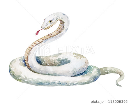 白蛇の水彩画のイラスト素材 [118006393] - PIXTA