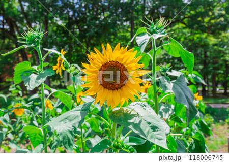 小金井公園　炎天下の向日葵と緑達 (2023年夏) 118006745