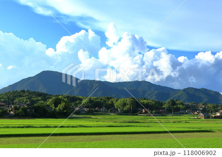 緑色が映える 夏の田園風景 緑色が映える 夏の田園風景 118006902