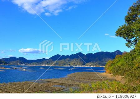 自然豊かな江田島で育つ たくさんの牡蠣たち 118006927