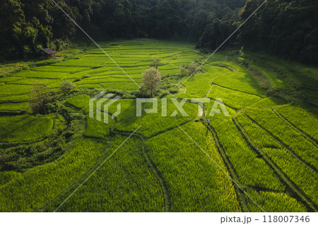 Aerial view on green rice field In the rural forest 118007346