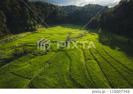 Aerial view on green rice field In the rural forest Aerial view on green rice field In the rural forest 118007348