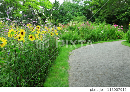 初夏の上野ファーム　ひまわりの花 118007913