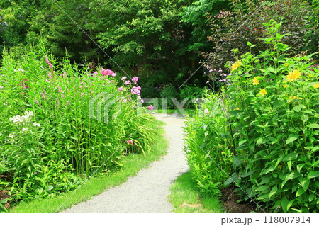 初夏の上野ファーム　花の小道 118007914