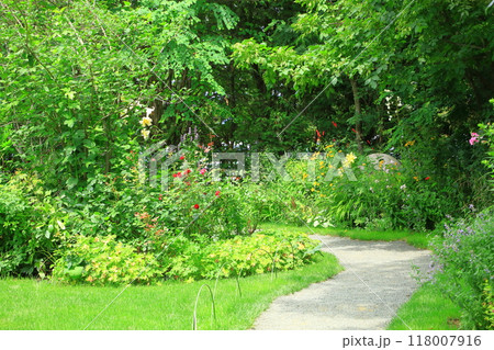 初夏の上野ファーム 花の小道 初夏の上野ファーム 花の小道 118007916