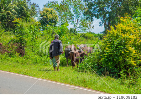Cowman leads cattle herd in evening. shepherd with flock Cowman leads cattle herd in evening. shepherd with flock 118008182