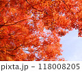 秋空と真っ赤に染まった紅葉 118008205