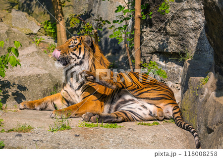 critically endangered Sumatran tiger 118008258