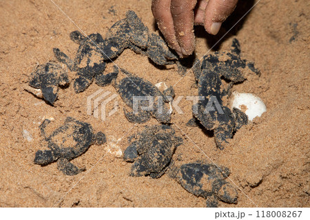 human hands hold newborn sea turtle babies in sand 118008267