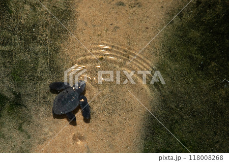 Baby turtle in a farm swim in the water Baby turtle in a farm swim in the water 118008268