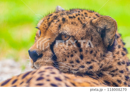 cheetah resting on green grass, very close eye contact. cheetah resting on green grass, very close eye contact. 118008270
