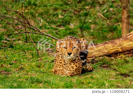 cheetah resting on green grass, very close eye contact. cheetah resting on green grass, very close eye contact. 118008271