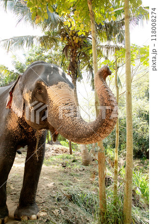 large Asian elephant with specific skin color, large Asian elephant with specific skin color, 118008274