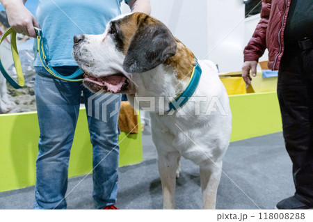 a big beautiful St. Bernard dog with a barrel around his neck next to his human a big beautiful St. Bernard dog with a barrel around his neck next to his human 118008288