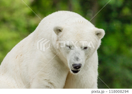 Polar Bear takes a rest 118008294