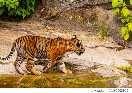 Sumatran tiger family with two little cubs 118008301