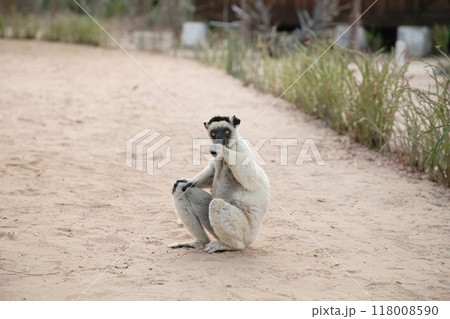 Verreaux's white sifaka with dark head Madagascar island fauna. 118008590