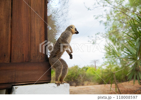 Common brown lemur (Eulemur fulvus) with orange eyes. 118008597