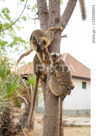 Common brown lemur (Eulemur fulvus) with orange eyes. Common brown lemur (Eulemur fulvus) with orange eyes. 118008601