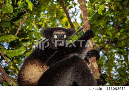 Lemur Indri indri, babakoto largest lemur from Madagascar Lemur Indri indri, babakoto largest lemur from Madagascar 118008613