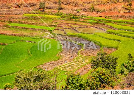 Typical Madagascar landscape rice terrace fields Typical Madagascar landscape rice terrace fields 118008825