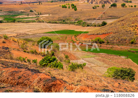 Typical Madagascar landscape rice terrace fields 118008826