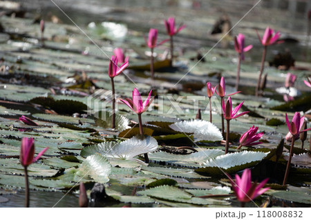 Panoramic of blooming Lotus flower 118008832