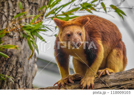 Goodfellow's Tree Kangaroo, portrait of very cute rare red animal. Goodfellow's Tree Kangaroo, portrait of very cute rare red animal. 118009103