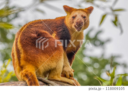 Goodfellow's Tree Kangaroo, portrait of very cute rare red animal. 118009105