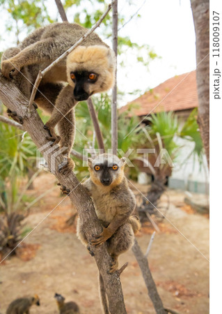 Common brown lemur (Eulemur fulvus) with orange eyes. 118009107