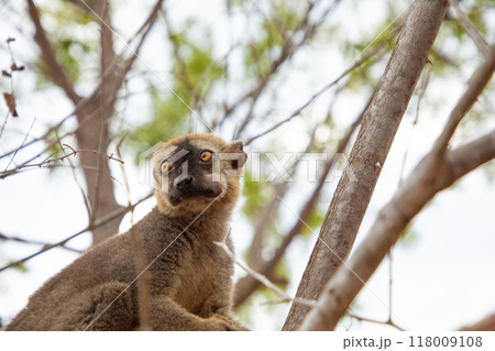 Common brown lemur (Eulemur fulvus) with orange eyes. 118009108