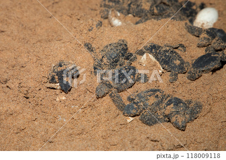 human hands hold newborn sea turtle babies in sand 118009118