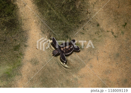 Baby turtle in a farm swim in the water 118009119