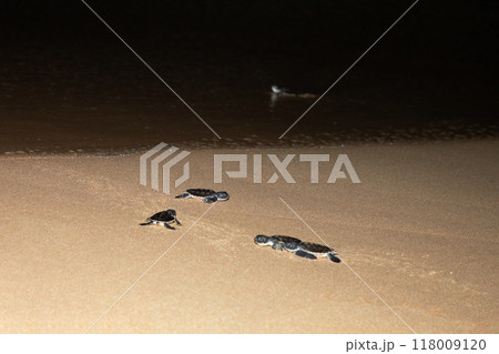 baby sea turtle goes to the water, towards ocean 118009120