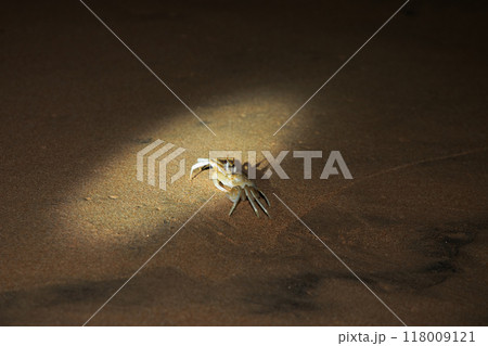 baby sea turtle goes to the water, towards ocean baby sea turtle goes to the water, towards ocean 118009121