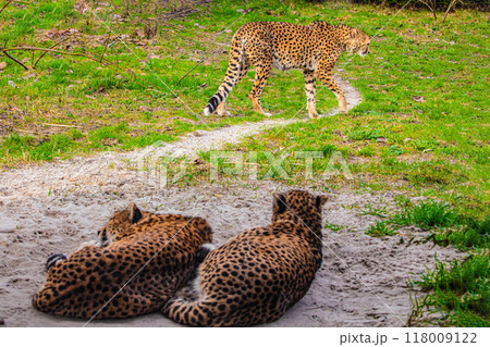 two cheetahs are resting nearby on the green grass, close up two cheetahs are resting nearby on the green grass, close up 118009122
